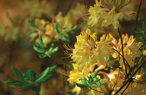 This light yellow native azalea, “Smitty’s Special,” is one of the hundreds of azaleas donated to the Auburn University Donald E. Davis Arboretum by the late R.O. Smitherman that can be seen there in bloom this spring.
