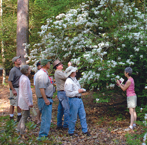 Members of the Azalea Society of America and The American Rhododendron Society marvel at an enormous specimen of the Red Hills Azalea, R. colemanii, growing at Callaway Gardens.