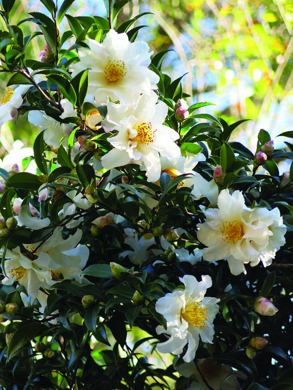 The State Of Camellias How An Asian Import Became Alabama S State Flower Alabama Living Magazine