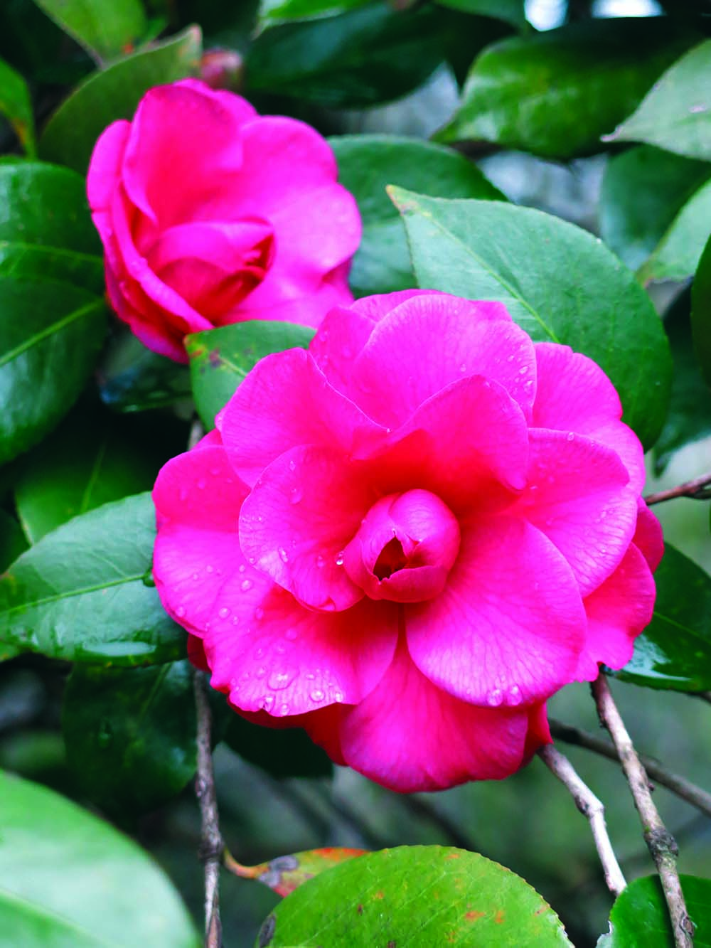 The State Of Camellias How An Asian Import Became Alabama S State Flower Alabama Living Magazine