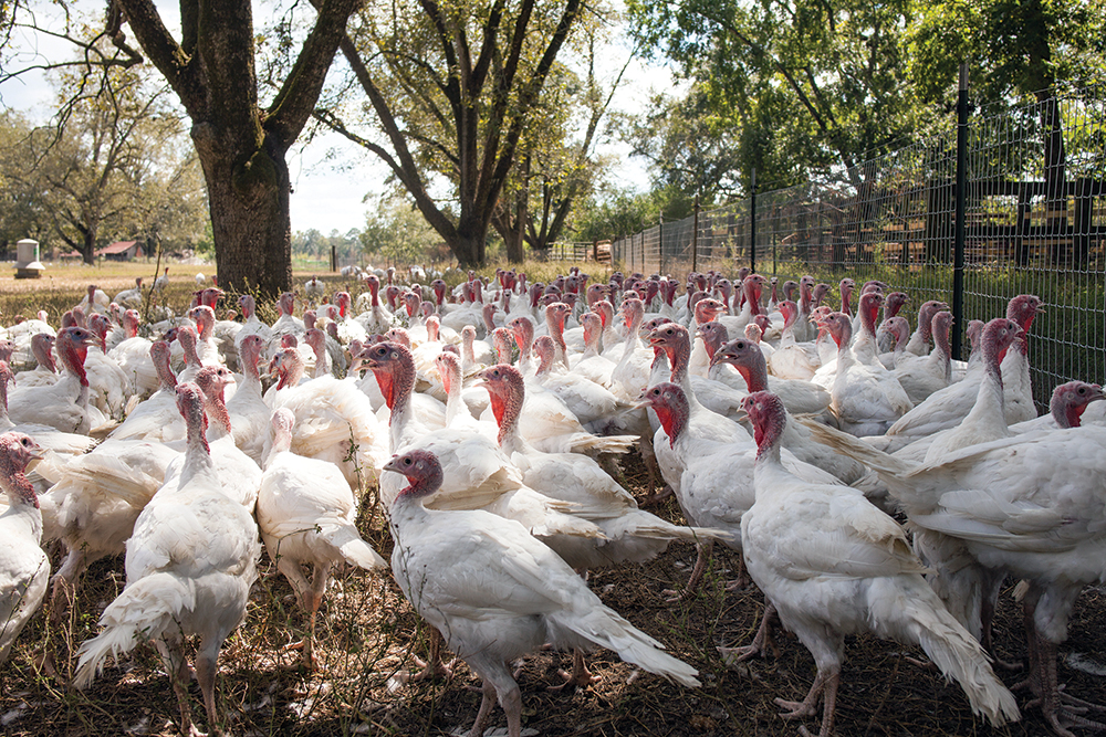 Turkeys at the Bates farms are raised as free-range birds, which the family believes produces a higher-quality product. Photo by Michael Cornelison