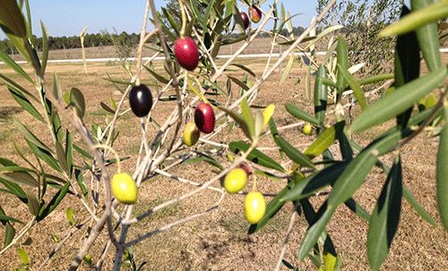 The Arbequina olive is ideally suited to Alabama's climate. 