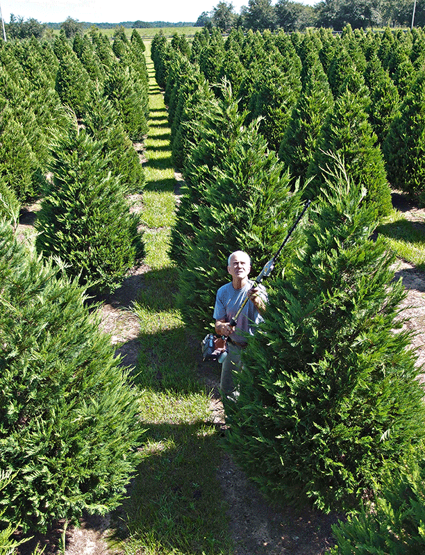 Steve Mannhard works with his trees at Fish River Christmas Tree Farm in Summerdale. 
