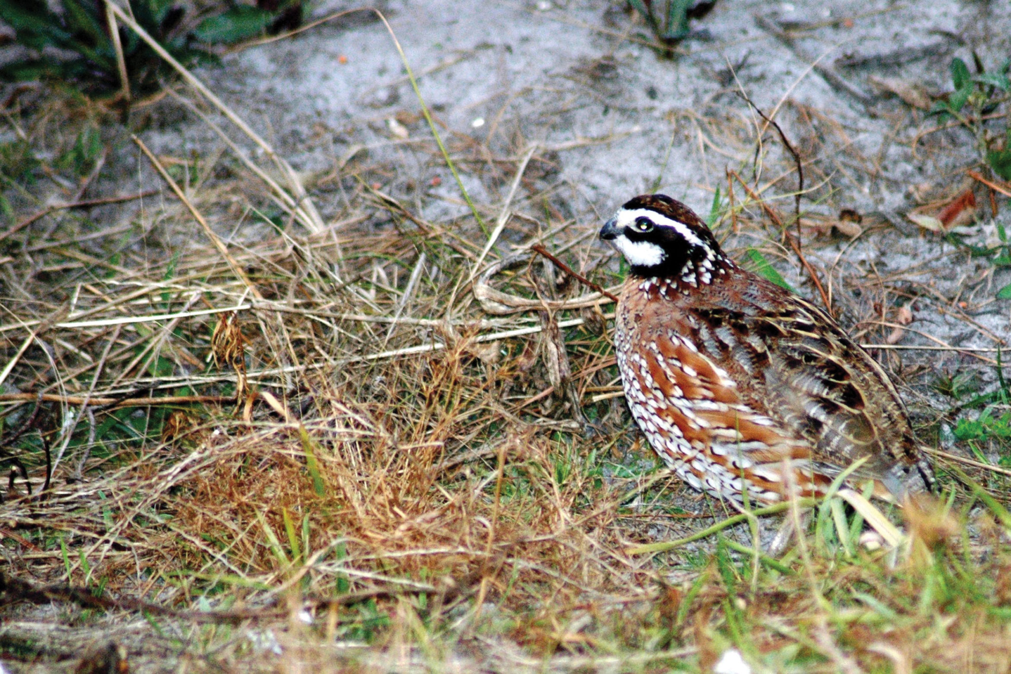 Hunting, fishing licenses help state's conservation efforts | Alabama