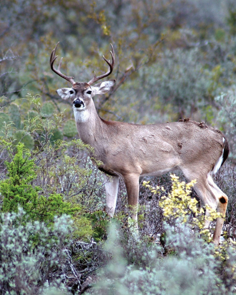 check-state-s-game-laws-before-deer-season-alabama-living-magazine