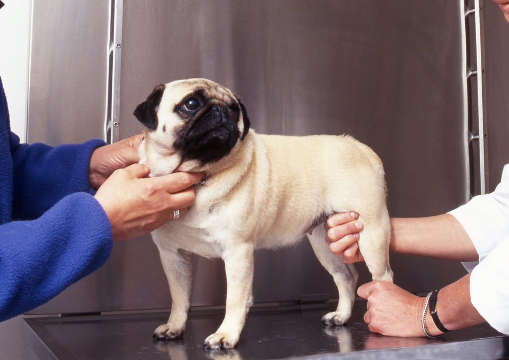 Arthritis in pets