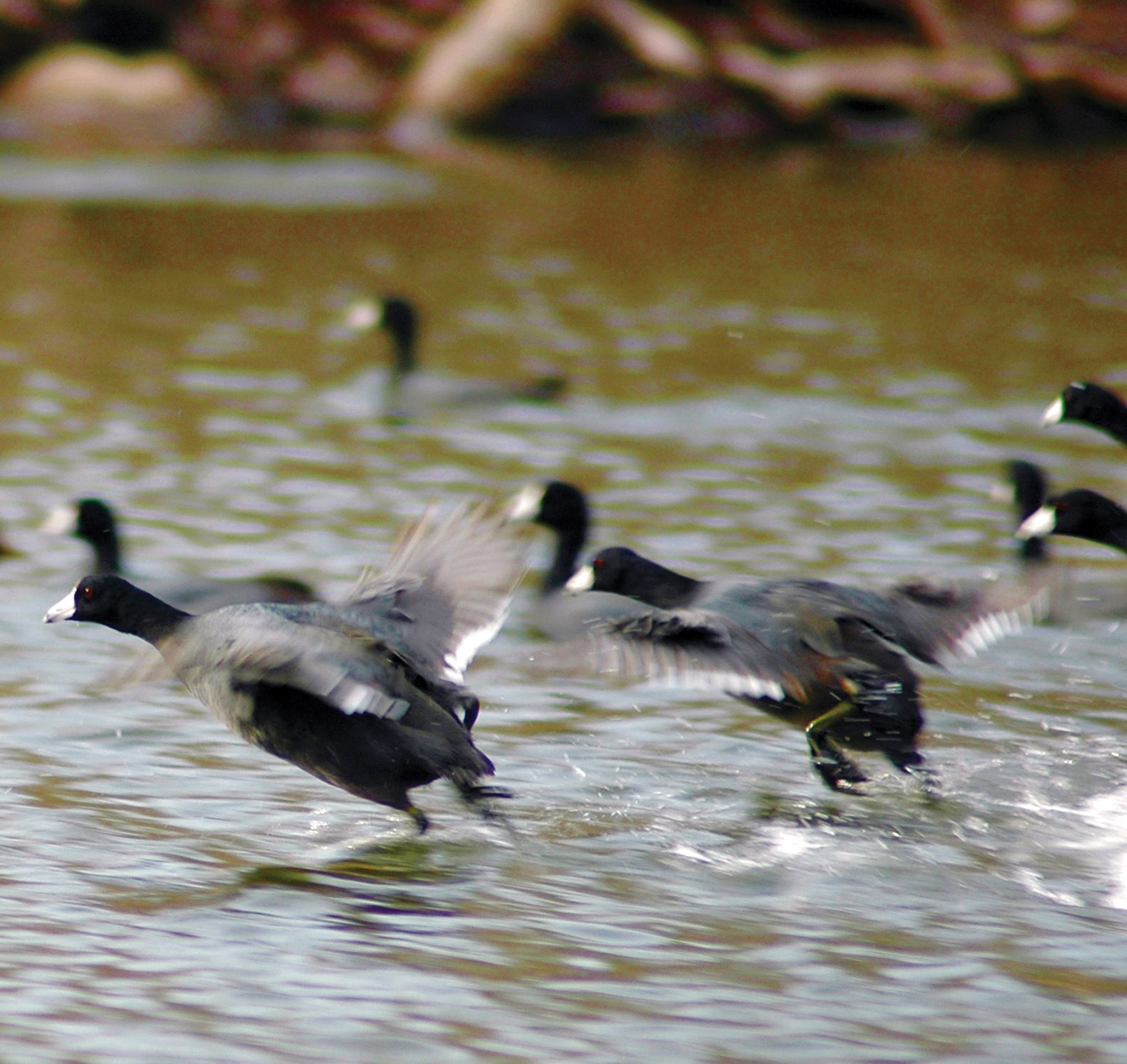 Coots need to run along the surface of the water to become airborne, making them easy targets. PhotoS by John N. Felsher