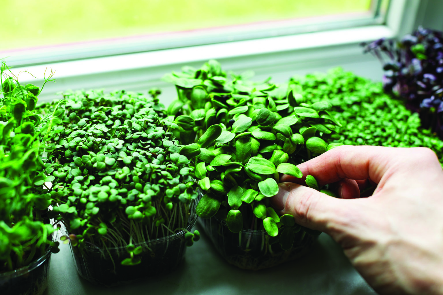 how-to-grow-nutritious-delicious-microgreens-alabama-living-magazine