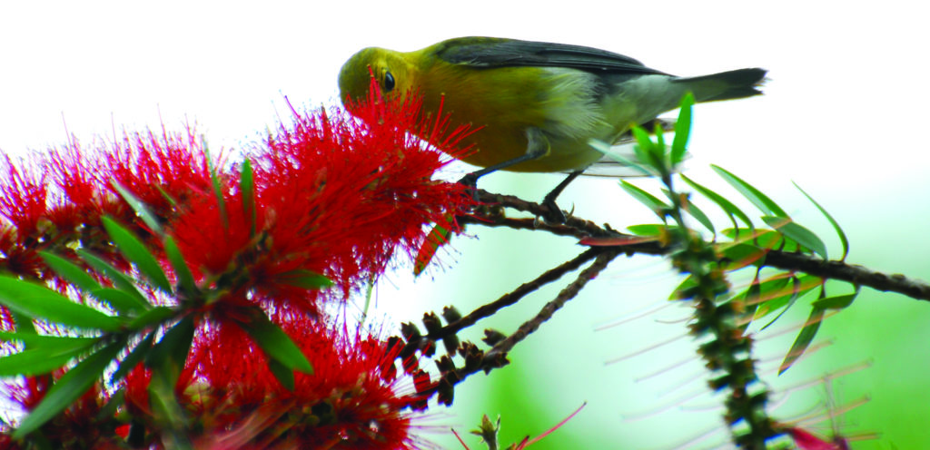 A prothonotary warbler, which migrates each year to and from the U.S. and Canada to South and Central America, feeds on a bottlebrush tree flower on Dauphin Island.  Photo by Katie Jackson