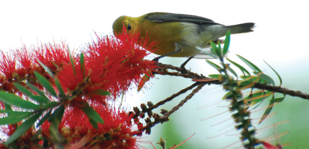 A prothonotary warbler, which migrates each year to and from the U.S. and Canada to South and Central America, feeds on a bottlebrush tree flower on Dauphin Island.  Photo by Katie Jackson