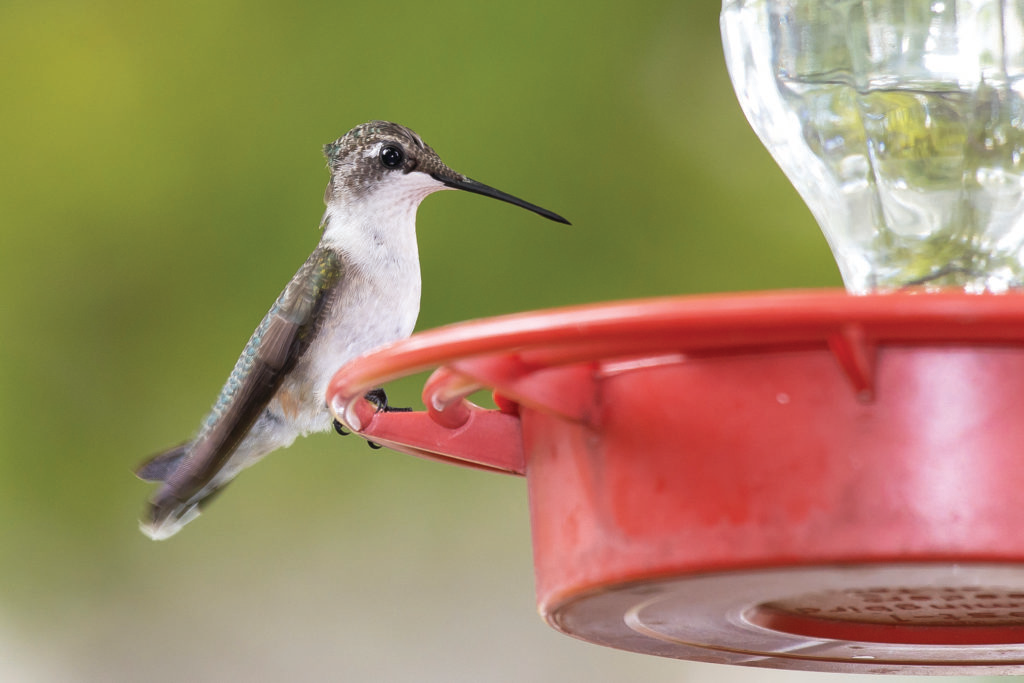 Among the most entertaining backyard birds are hummingbirds, which migrate through Alabama from spring through late fall and happily stop to enjoy nectar feeders. Photo by Joe Watts