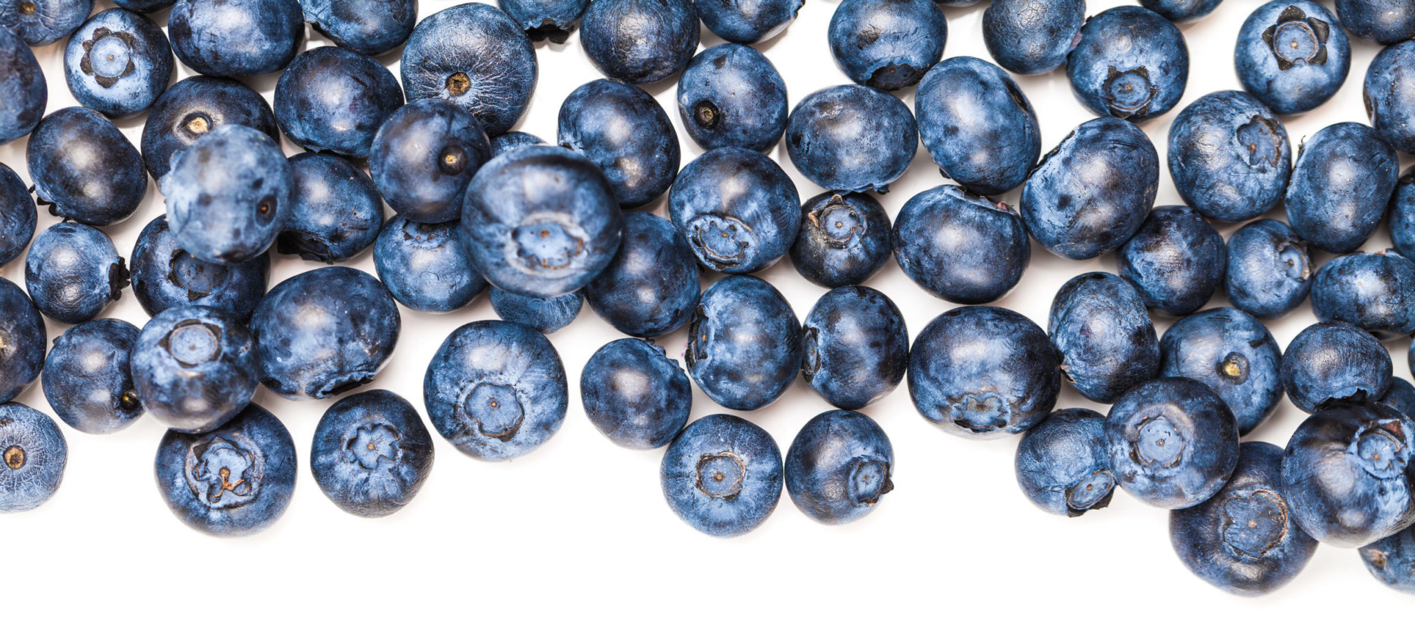 It's Blueberry season Alabama Living Magazine