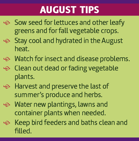 •	Sow seed for lettuces and other leafy greens and for fall vegetable crops.
•	Stay cool and hydrated in the August heat.
•	Watch for insect and disease problems.
•	Clean out dead or fading vegetable plants.
•	Harvest and preserve the last of summer’s produce and herbs.
•	Water new plantings, lawns and container plants when needed.
•	Keep bird feeders and baths clean and filled.