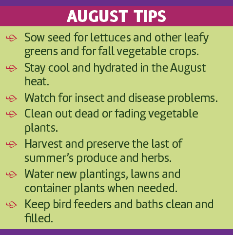 •	Sow seed for lettuces and other leafy greens and for fall vegetable crops.
•	Stay cool and hydrated in the August heat.
•	Watch for insect and disease problems.
•	Clean out dead or fading vegetable plants.
•	Harvest and preserve the last of summer’s produce and herbs.
•	Water new plantings, lawns and container plants when needed.
•	Keep bird feeders and baths clean and filled.