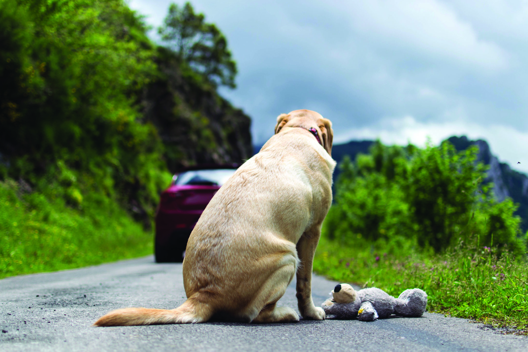 Texas Dog Abandonment Laws