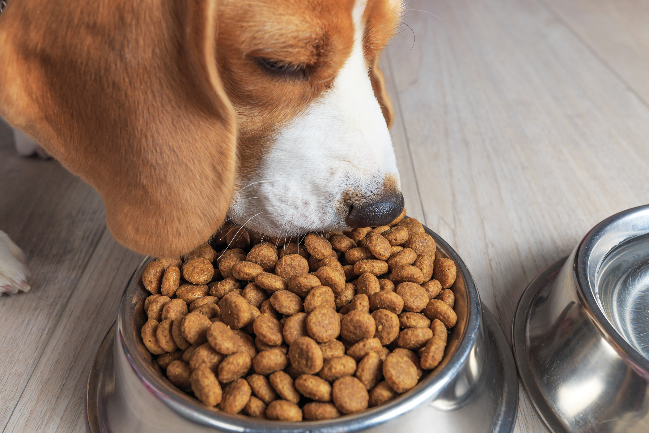 Beagle dog eating tasty food from bowl.