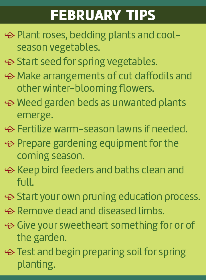 •	Plant roses, bedding plants and cool-season vegetables.
•	Start seed for spring vegetables.
•	Make arrangements of cut daffodils and other winter-blooming flowers.
•	Weed garden beds as unwanted plants emerge.
•	Fertilize warm-season lawns if needed.
•	Prepare gardening equipment for the coming season.
•	Keep bird feeders and baths clean and full.
•	Start your own pruning education process.
•	Remove dead and diseased limbs. 
•	Give your sweetheart something for or of the garden.
•	Test and begin preparing soil for spring planting.