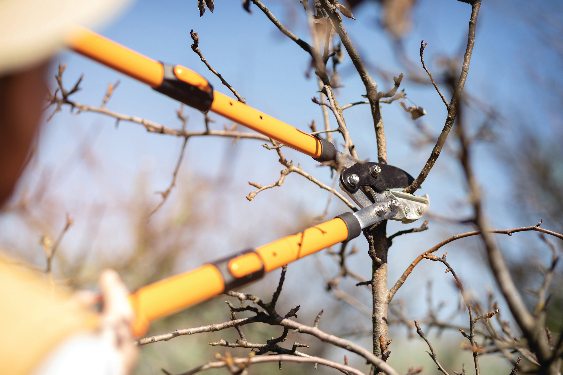 Farmer pruning plum tree with long handled pruning shears