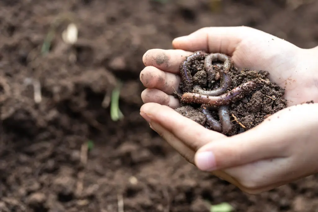 Hands holding worms with soil. A farmer showing group of earthworms in his hands.