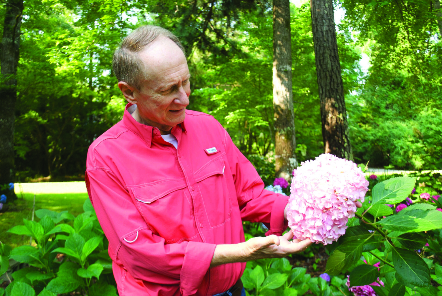 Alabama is a wonderland for hydrangeas Alabama Living Magazine