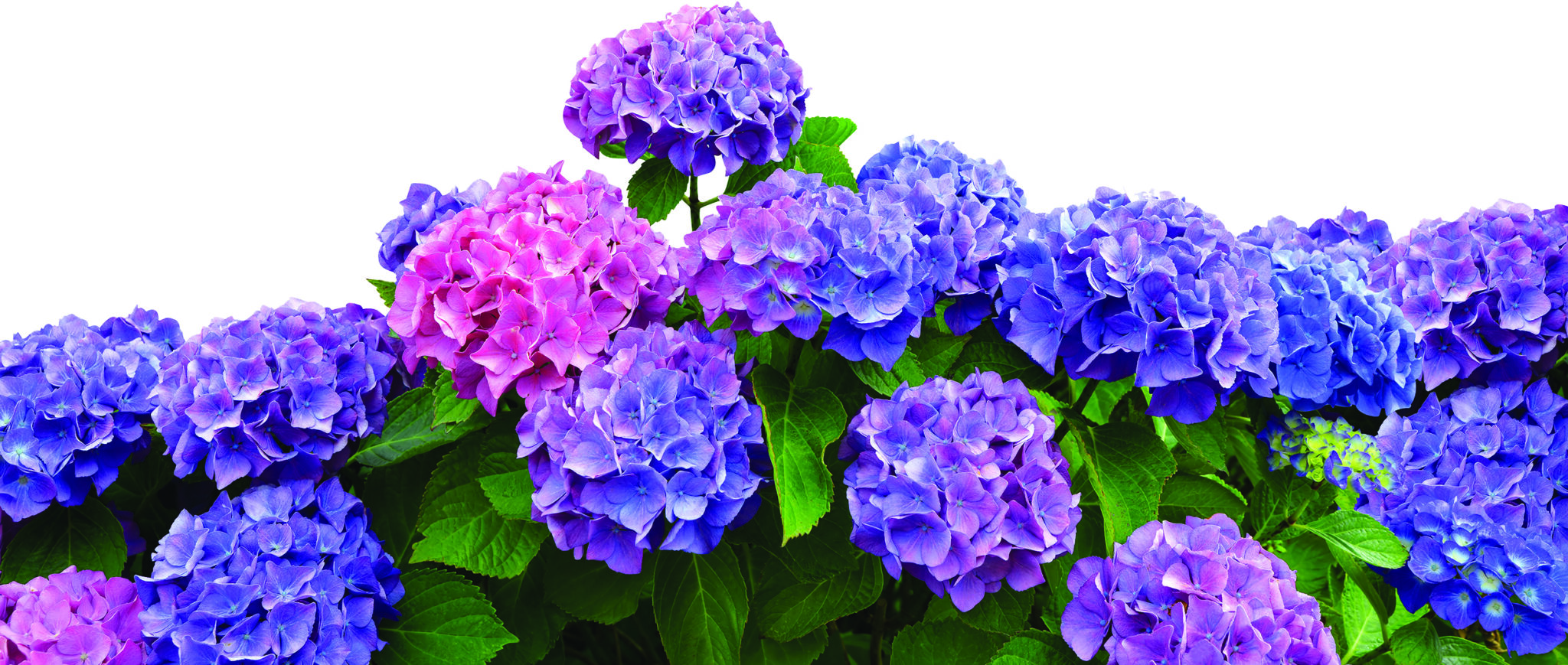 Alabama is a wonderland for hydrangeas Alabama Living Magazine