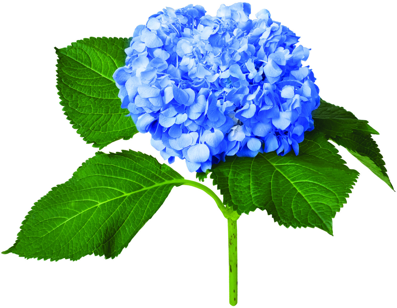 Alabama is a wonderland for hydrangeas Alabama Living Magazine