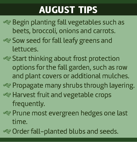 • Begin planting fall vegetables such as beets, broccoli, onions and carrots.
• Sow seed for fall leafy greens and lettuces.
• Start thinking about frost protection options for the fall garden, such as row and plant covers or additional mulches. 
• Propagate many shrubs through layering.  
• Harvest fruit and vegetable crops frequently.
• Prune most evergreen hedges one last time.
• Order fall-planted blubs and seeds. 