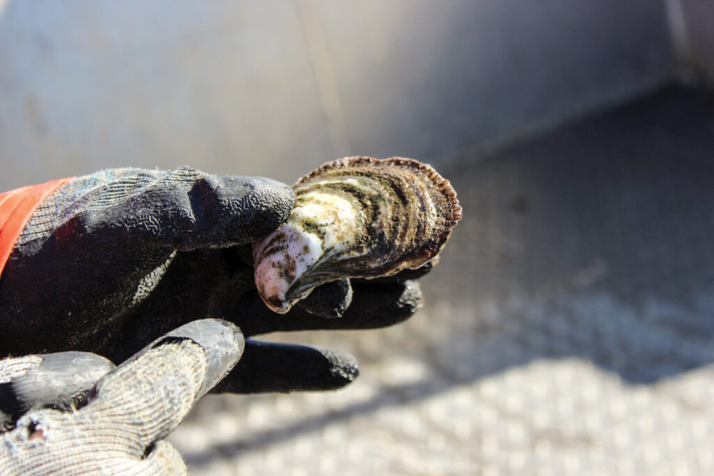 Closeup of an Alabama farmed oyster.