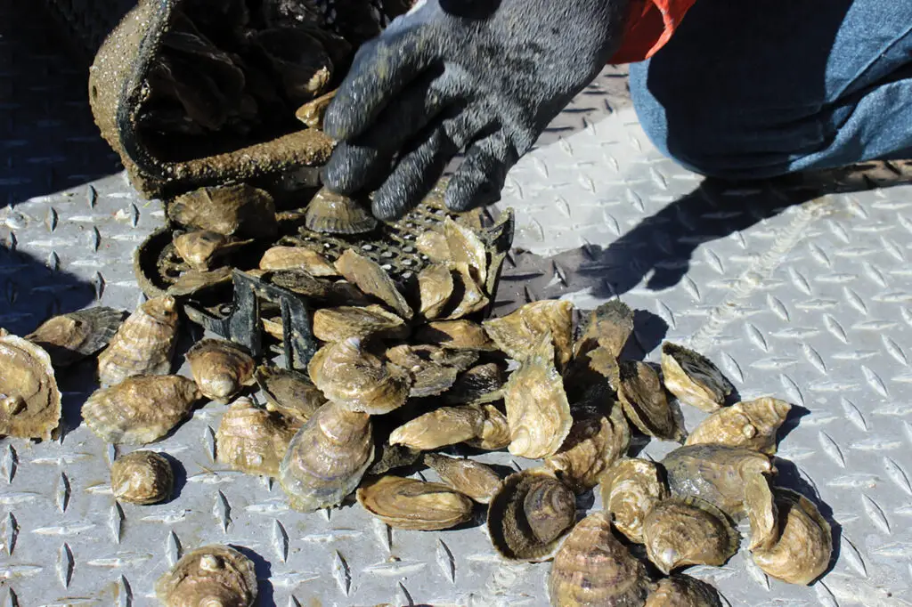 Showing off the cleaner (non-barnacle-encrusted) shells of some Alabama farmed oysters, pulled straight from their basket that was suspended in the water.