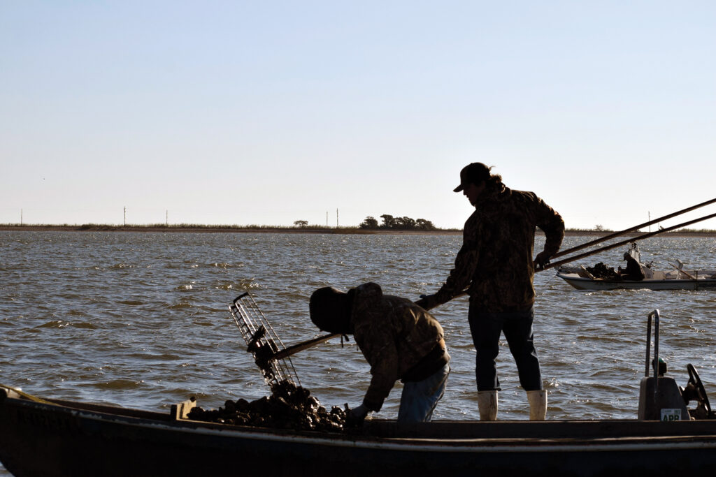 Harvesting wild oysters in Alabama waters with the tonging method. 
Photo courtesy of Marine Resources Division