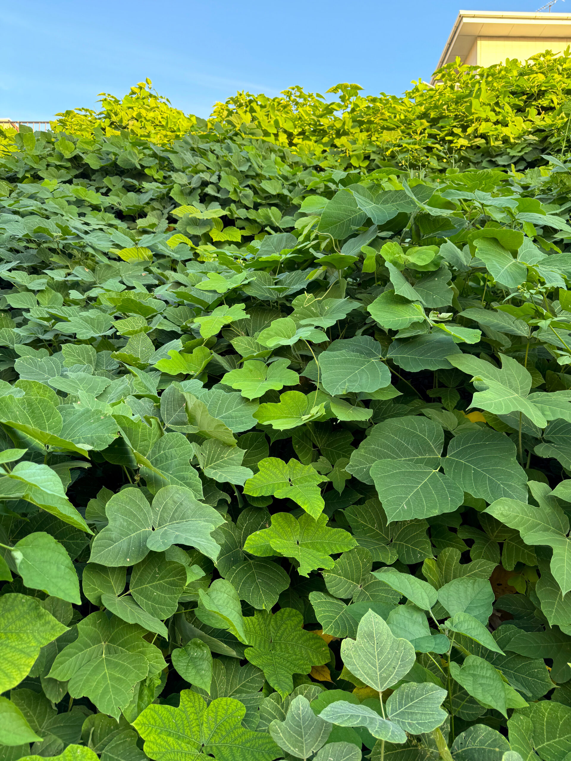 green kudzu leaves, sky and building in the background