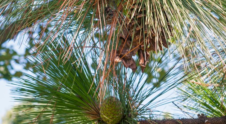 Longleaf pine (Pinus palustris). Called Southern Yellow Pine also