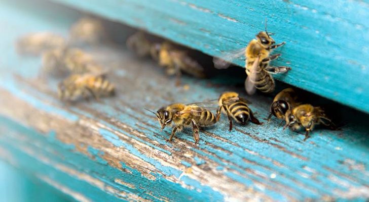 Life of bees. Worker bees. The bees bring honey.