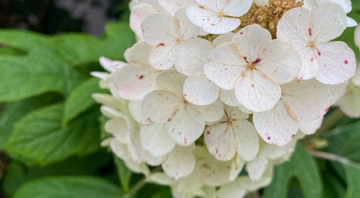 Oakleaf hydrangea white with pink speckles