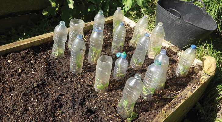 Seedlings growing in a raised bed, covered with recycled plastic bottles for protection and warmth