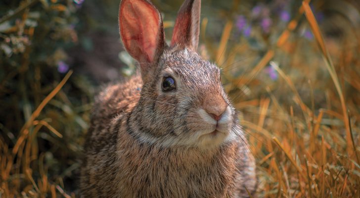 Cottontail bunny AS