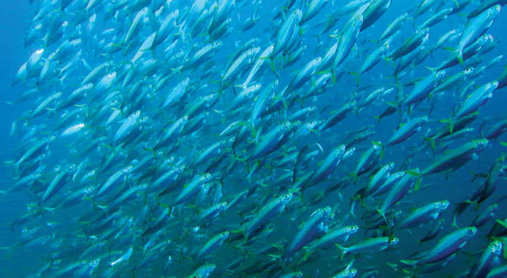 Just as the birds migrate across the ocean to Alabama, so too do the fish, congregating along the rich waters of the Alabama coast in massive numbers from the spring through the fall, feasting on the nutrient rich system fed by the rivers of America's Amazon.