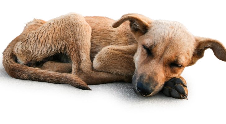 Young stray dog sleeping on pavement in india