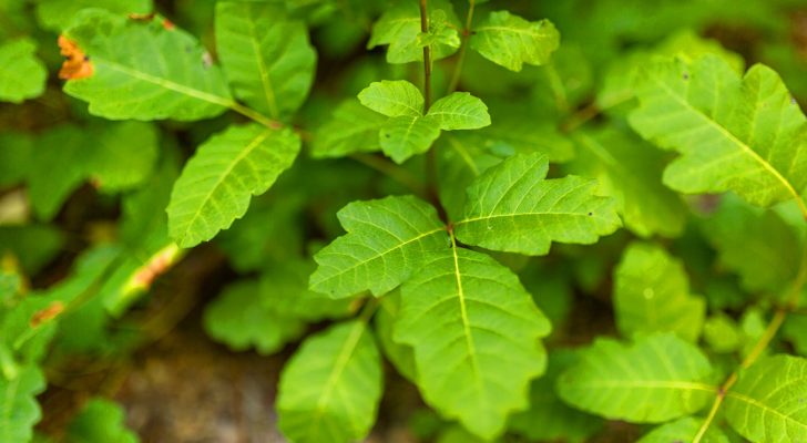 Poison oak grows on the floor of a California canyon