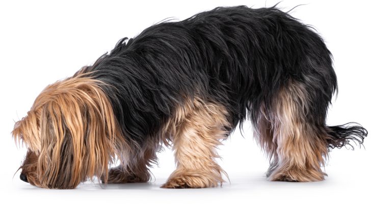 Scruffy adult black gold Yorkshire terrier dog, standing side ways and sniffing ground. Isolated on a white background.