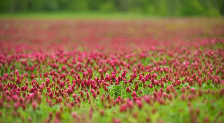 Blooming field of red clover