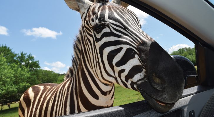 The Grant’s Zebra patiently waits for a snack from a driver.