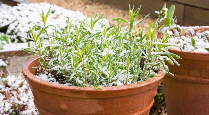 French tarragon (artemisia dracunculus) herb plant in a terracotta plant in late winter or early spring, covered in snow in a UK garden
