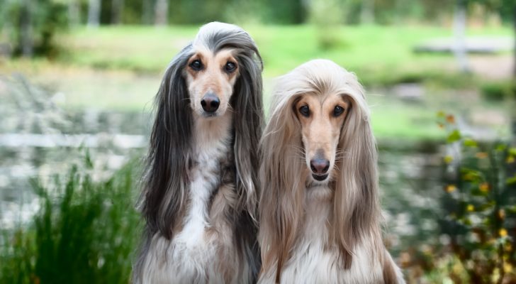 Portrait of two Afghan greyhounds, beautiful, dog show appearanc